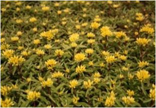 넓은잎기린초(꿩의비름과)